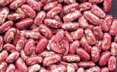 Light Red Kidney Bean (Rajma)- (Shrinath) - 2 LB
