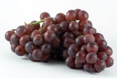 Grape Red - 1 LB